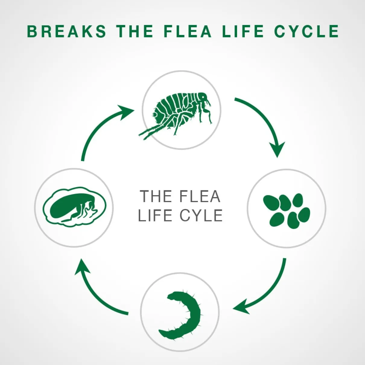 Advantage II - over 4kg
