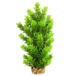 Ambulia Tree 12" Aquarium Plant