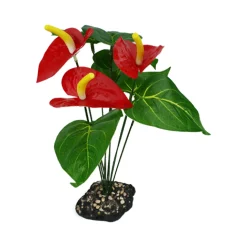 Anthurium Bush Decorative Plant