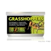 Canned Grasshoppers 34g