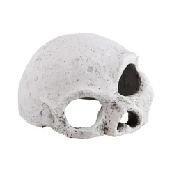 Ceramic Skull Medium