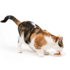 Creamy Lickable Cat Treat Salmon 12 Pack