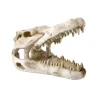 Dino Skull Shelter Medium