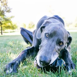 Extreme Kong King XX-Large