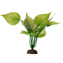 Fluval Varigated Lizard's Tail Plant 8"