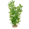 Fluval White-Tipped Ludwigia Plant 14"
