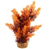 Hygro Tree Sunset 8" Aquarium Plant