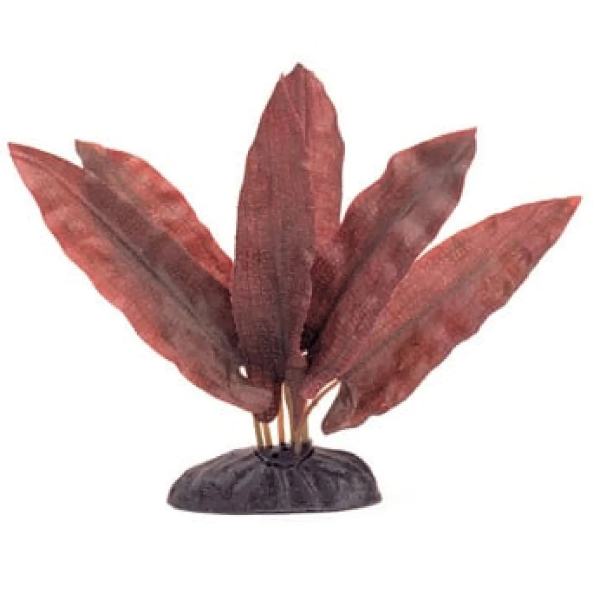 Marina Barclaya Longifolia 20cm