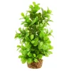 Moneywort Tree 8" Aquarium Plant