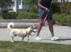 Pace No Pull Harness