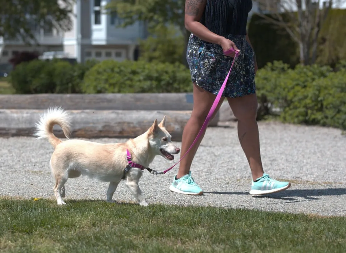 Pace No Pull Harness