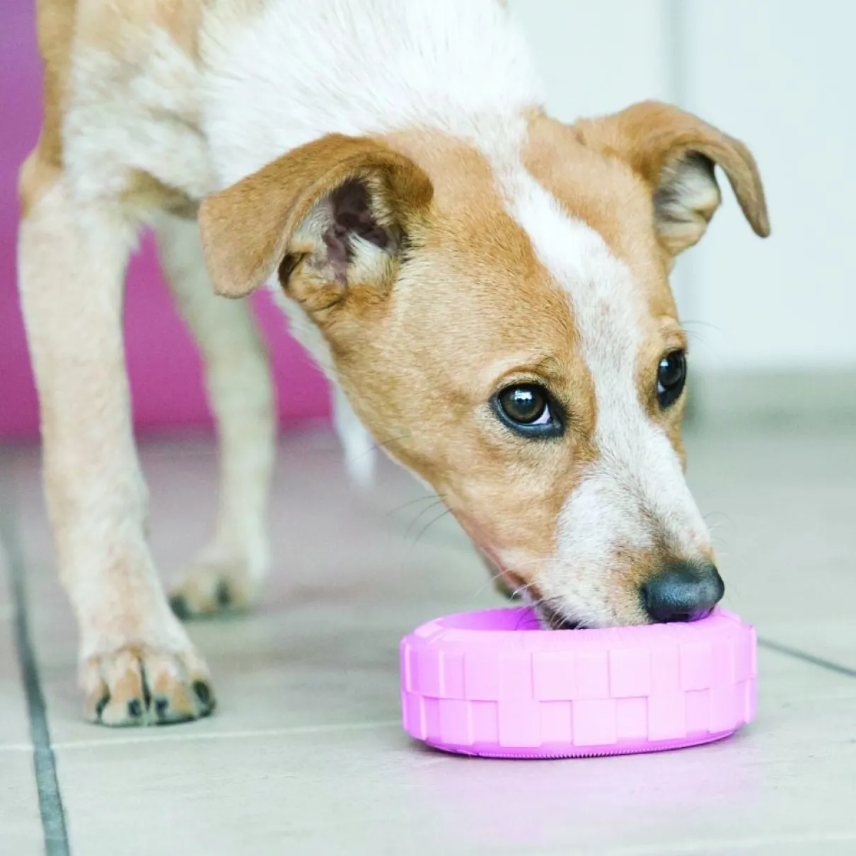 Puppy Kong Tire Small Assorted