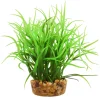 Star Grass 4" Aquarium Plant
