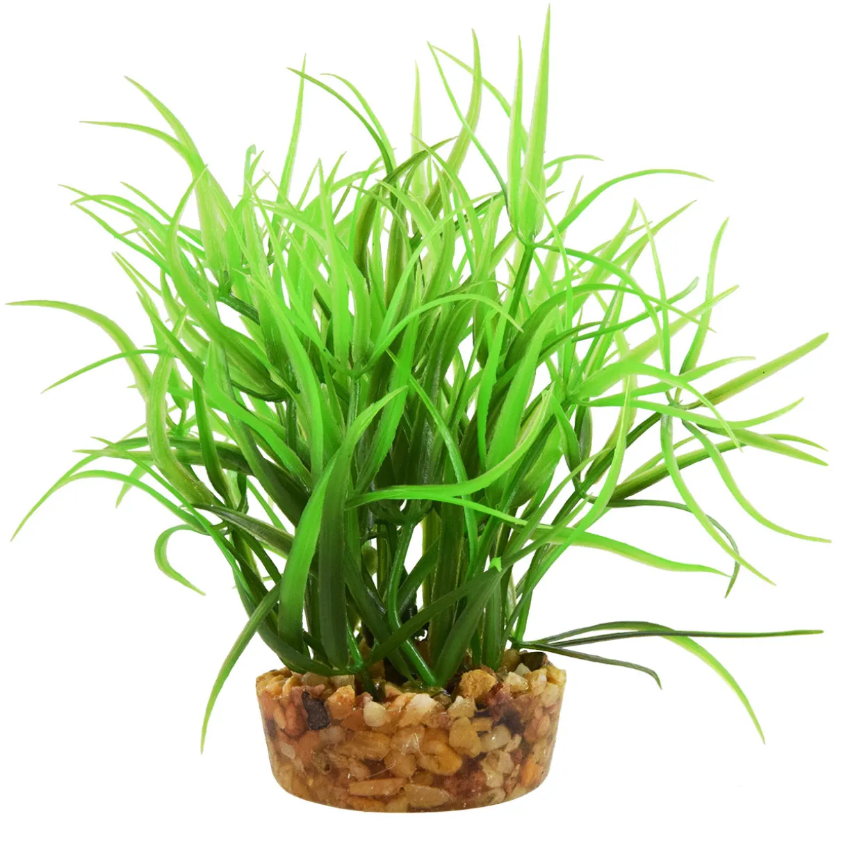 Star Grass 4" Aquarium Plant