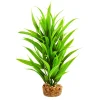Sword Tree 8" Aquarium Plant